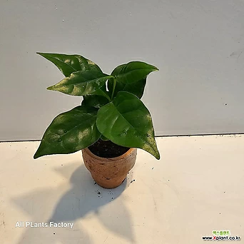 식물공장 미니토분 커피나무  반려식물 미니소품 05-10cm 19 1