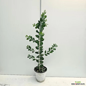식물공장 둥근잎아카시아 중품 야생화 플랜테리어 40-60cm 199 1