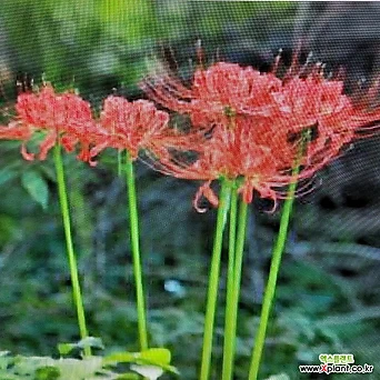 [진아플라워] 여리여리 산뜻하게 이쁜 꽃을 피우는 상사화 129 화원 농원 1