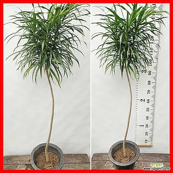 꽃과나무] 자바나무 (130-140cm) 1