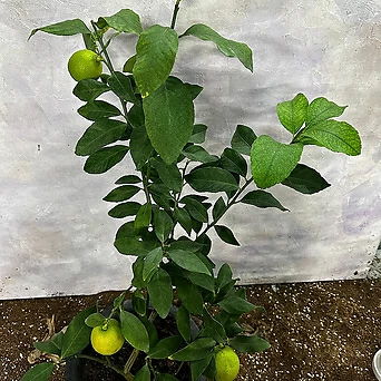 레몬나무 60cm 1