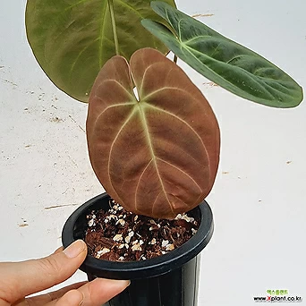 Anthurium dressleri Croat / // 35 air purifying plants - Xplant