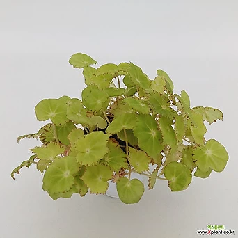 렉스베고니아 리마러브 관엽식물 키우기쉬운식물 1