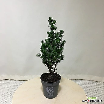 [진아플라워] 엑셀런트 쪼꼬미 초미니 편백나무 069 화원 농원 1