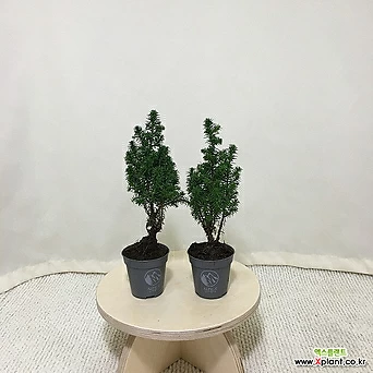 [진아플라워] 엑셀런트 쪼꼬미 초미니 편백나무 세트 125 화원 농원 1
