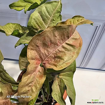 식물공장 핑크스팟 싱고니움 싱고늄 중품 반려식물 25-40cm 149 1