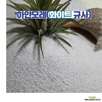 규사 하얀모래3kg 천연규사 규사3호 규사모래주물사 복토 백사 모래 하얀규 1