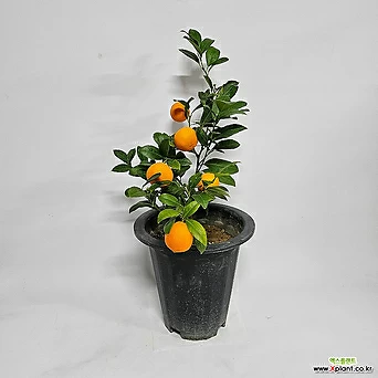 [무 배] 오렌지레몬나무(특상) 2023 새상품 1