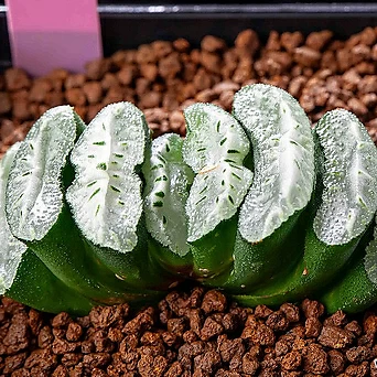 옥선 실생(truncata seedling) 1
