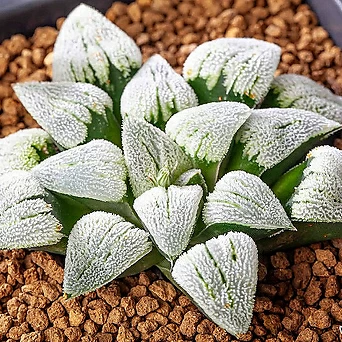피그마에아 실생(pygmaea seedling) 1
