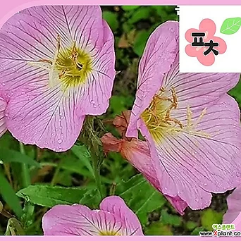 분홍 낮달맞이 씨앗 300립 야생화 꽃씨앗 포천매화동농장 1