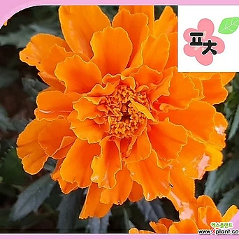 메리골드 오렌지 50립 꽃씨앗 야생화 꽃차 만들기 포천매화동농장 1