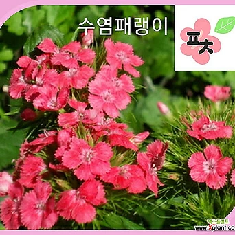 수레국화 레드 2g 야생화 꽃씨앗 포천매화동농장 1