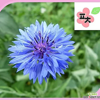 수레국화 블루 2g 야생화 꽃씨앗 포천매화동농장 1