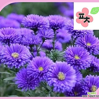 아스타 100립 국화과 꽃씨앗 포천매화동농장 1