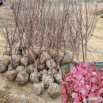 옥매화나무 묘목 (개화주) 분묘 겹꽃 매화묘목 봄꽃나무 [모든원예조경] 1