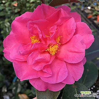 분홍꽃(동백나무) 7치 화분 1
