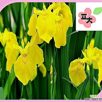 노랑꽃창포 씨앗 50립 야생화 꽃씨 1