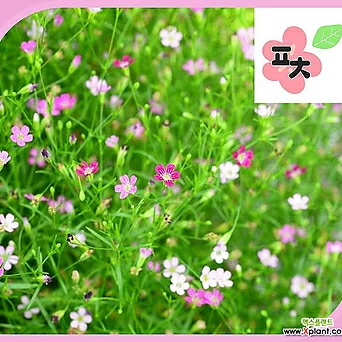 안개초 핑크 씨앗 5g 야생화 씨앗 1