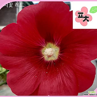 접시꽃 레드 씨앗 50립 야생화 꽃씨 1