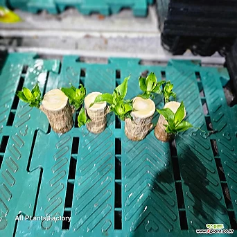 식물공장 토막행운목 4개발송 수경재배식물 95 1