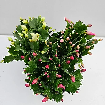 게발선인장 소품 3종1세트(빨강2개,흰색1개) 특A급 꽃대많음 실내공기정화식물 1