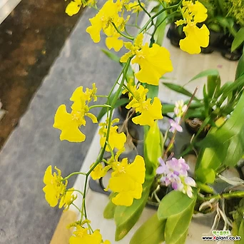 온시디움 노랑꽃 1