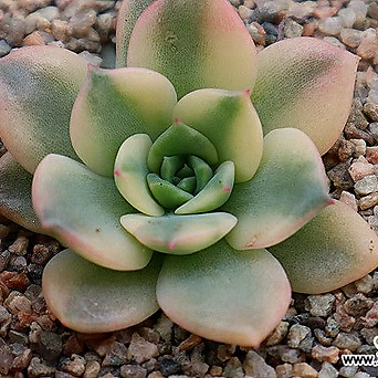 variegated new) 1