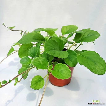 알소비아 디안티폴리아 행잉식물 넝쿨식물 희귀 1