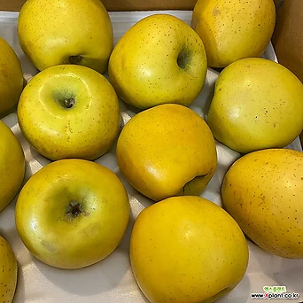 노란사과 시나노골드 황금사과 갈변덜한 사과 햇사과 산지직송 엑스플랜트 엑플 정품 1