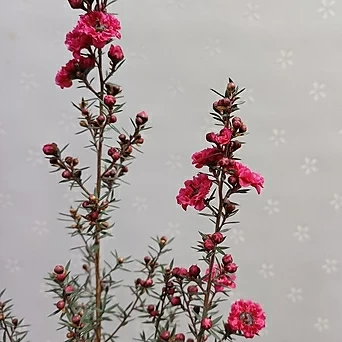 빨강호주매화(15cm분)/겨울봄꽃 1