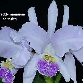 카틀레야원종.Luddemanniana Coerulea.루데마니아나 세룰.개화주.보라색의진보라립프색. 1