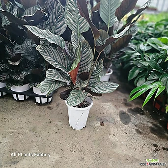 식물공장 칼라데아 오나타 중품 반려식물 40-60cm 99 1