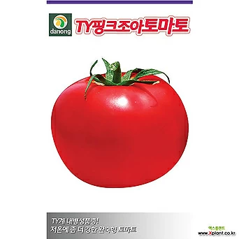 (DN)TY핑크조아 토마토씨앗 10립 1