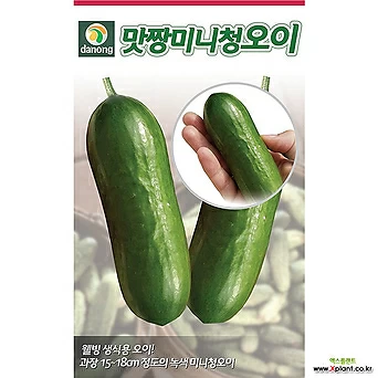(DN)맛짱미니청오이 10립 디저트 간식오이씨앗 1