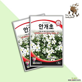 안개초 3g 세계종묘 화훼류 씨앗 안개꽃 1