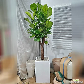떡갈고무나무 외목대거실인테리어공기정화식물 개업화분 축하화분 1