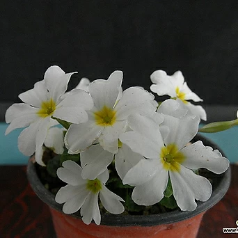 심산앵초(흰꽃) 1