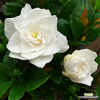 [진아플라워] 청순한 하얀꽃 치자나무 129 화원 농원 1