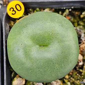 Conophytum ssp (빵떡이) 정리가 1