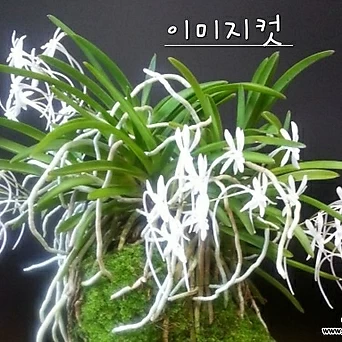 Neofinetia falcata (Thunb.) Hu Korean Orchid  1