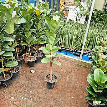 식물공장 인도고무나무 소피아고무나무 대품 외목대 90-110cm 249 1