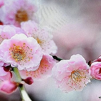 분홍매화 나무 01075 1