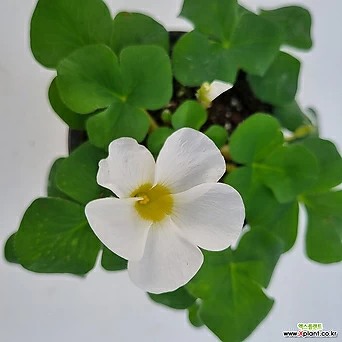참사랑초 흰꽃 (10cm화분) 1