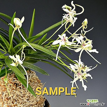 Neofinetia falcata Korean Orchid 72 春及殿 Shunkyuden ,,,Neofinetia 1