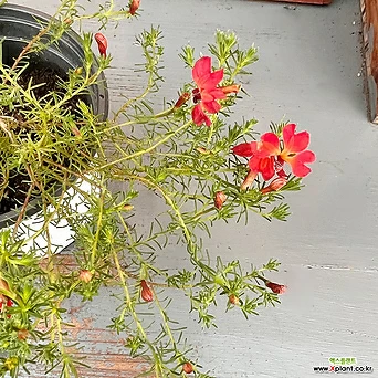 초연초 빨강꽃 1