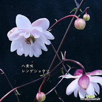 분홍겹꽃연화승마(렌게쇼오마) 1