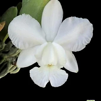 카틀레야원종.Cat.walkeriana var.alba.pendentive.예쁜 흰색.순수백색.아주좋은향. 1