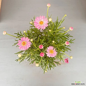 목마가렛 라리타 살몬핑크 핑크삼색 외목대 꽃대 중품 1