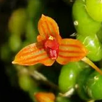 벌브Bulbophyllum.moniliforme.모닝리포르네(꽃은아주작은주황색).잎모양과꽃모양예쁨. 1